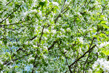Blossoming apple tree (Malus prunifolia, Chinese apple, Chinese crabapple) spread the fragrant aroma. The apple tree in the full bloom on the sunlight. Flowers apple tree close-up.