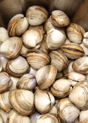fresh raw Surf clam background