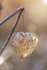  Physalis.Cape gooseberry (physalis).dry physalis on gray brown blurred background.Autumn nature  background. 