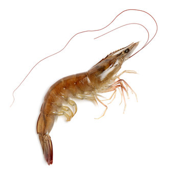 Raw shrimp isolated on white background 