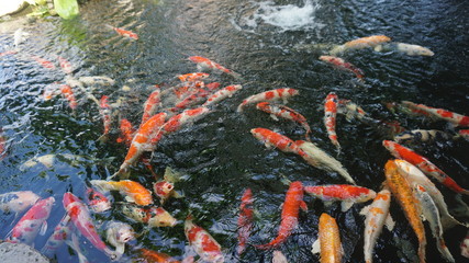 Obraz na płótnie Canvas Kraft Fish in a raised pond