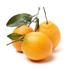 Orange fruit on the white background