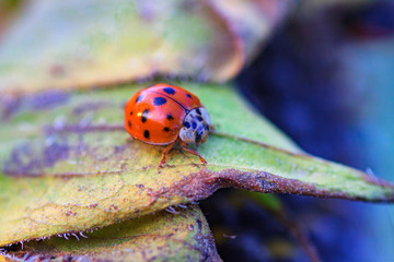 The sunflower with black seeds and ladybug