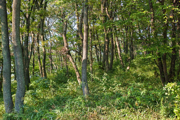 緑がある明るい森の中の風景