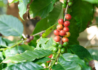 berries on a branch