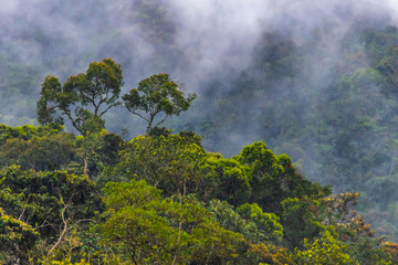 Obraz na płótnie Canvas Mashpi Ecological Reserve, Ecuador, Highlands, Cloud Forest