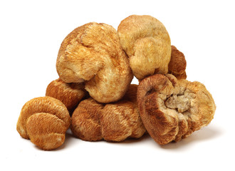 hericium erinaceus on white background