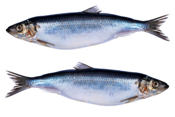 Obraz premium Herring fish isolated on white background. Frozen group of fish. iced atlantic fish. Herrings. Herring pattern. Herring texture. Empty space. Copy space.