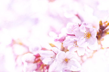 日本の満開の桜のクローズアップ
