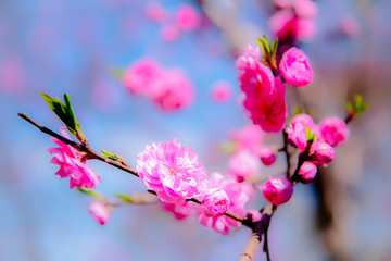 Closeup nature view of pink sakura at spring under sunlight. Natural pink flower landscape using as background or wallpaper.