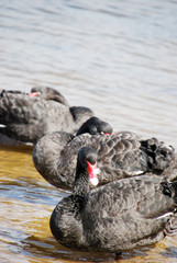 Fototapeta premium swan on the lake
