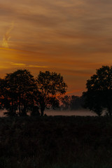 Fototapeta na wymiar Silhouettes of trees in a meadow in autumn with fog and a beautiful sunrise
