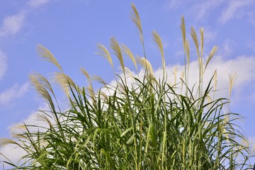 自然に咲くススキ