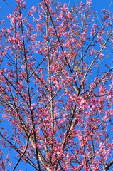 Prunus cerasoides Beautiful pink flowers thailand