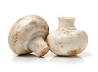 White mushrooms on white background