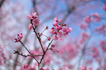 Prunus cerasoides Beautiful pink flowers thailand