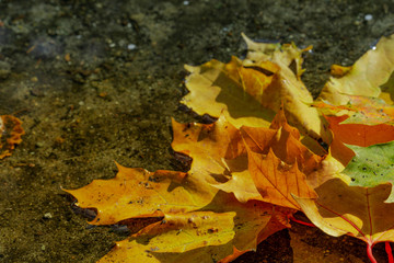 colorful autumn leaves lie in the water after the rain