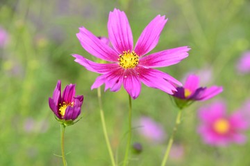 Obraz premium コスモスの咲く風景