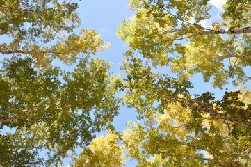 yellow autumn leaves