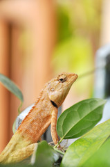 green lizard on the tree
