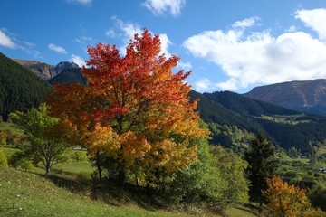 Amazing golden autumn colors in the forest path track.artvin/turkey