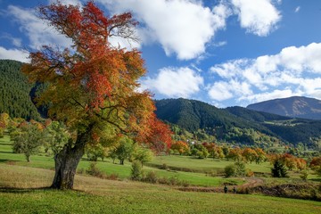 Amazing golden autumn colors in the forest path track.artvin/turkey