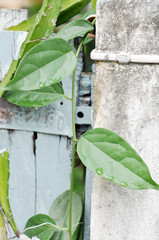 green ivy on the wall