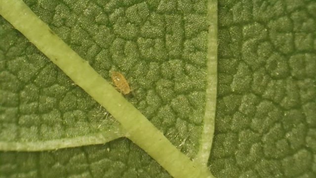 Aphid larva on the leaf veins