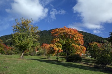 Fototapeta na wymiar Amazing golden autumn colors in the forest path track.artvin/turkey