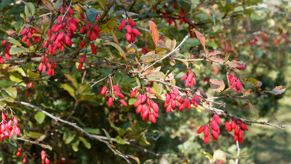 (Berberis vulgaris) Epine-vinette, un arbrisseau &eacute;pineux aux tiges arqu&eacute;es, aux petites feuilles dentel&eacute;es vert et rouge&acirc;tre, aux grappes de baies ovales rouges pourpr&eacute;es