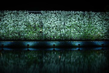 あしかがフラワーパーク_藤