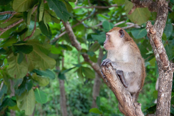 Monkey in the forest. Macaque sitting on a tree, in it's natural habitat in Thailand. Wildlife scene from Asia.