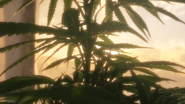 Cannabis plant with sun rays in the background in greenhouse, slow motion 4/20