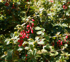 (Berberis vulgaris) Tiges arquées d'épine-vinette garnies de baies oblongues rouges aux petites...