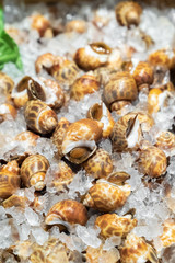 Obraz na płótnie Canvas Babylon snails seafood on ice