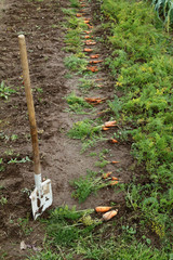 Freshly dug carrots spread by hand with a shovel on the ground in the garden. autumn vegetarian harvest