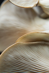 Oyster Mushroom on a dark background,  close up, macro oyster mushroom, macro mushroom, abstract food