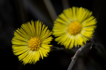 yellow flowers