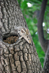 squirrel on a tree