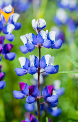 Fototapeta na wymiar Lupine, Lupinus, Macro Lupin flowers growing in a field, up-close california wildflowers, blue, purple
