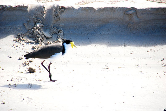 seagull in the beath