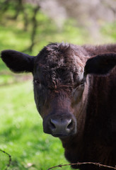 portrait of baby brown cow in green pasture next to old rusty barbed wire fence, cute baby cow