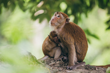 Macaque family in the jungle, in Thailand.