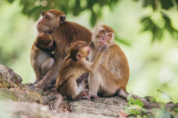 Naklejka premium Macaque family in the jungle, in Thailand.