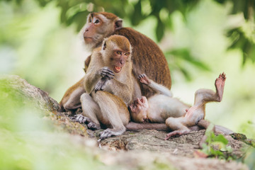 Macaque family in the jungle, in Thailand.
