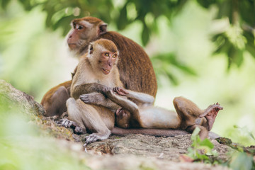 Macaque family in the jungle, in Thailand.