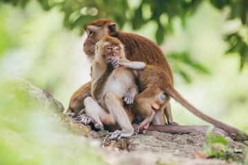 Fototapeta premium Macaque family in the jungle, in Thailand.