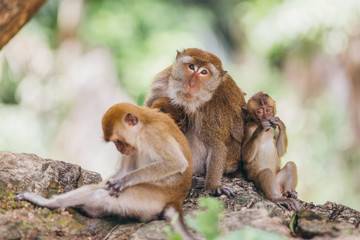 Macaque family in the jungle, in Thailand.