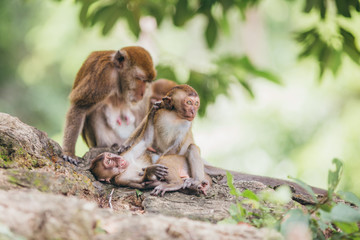 Macaque family in the jungle, in Thailand.