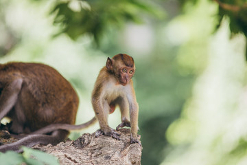 Fototapeta premium Macaque family in the jungle, in Thailand.